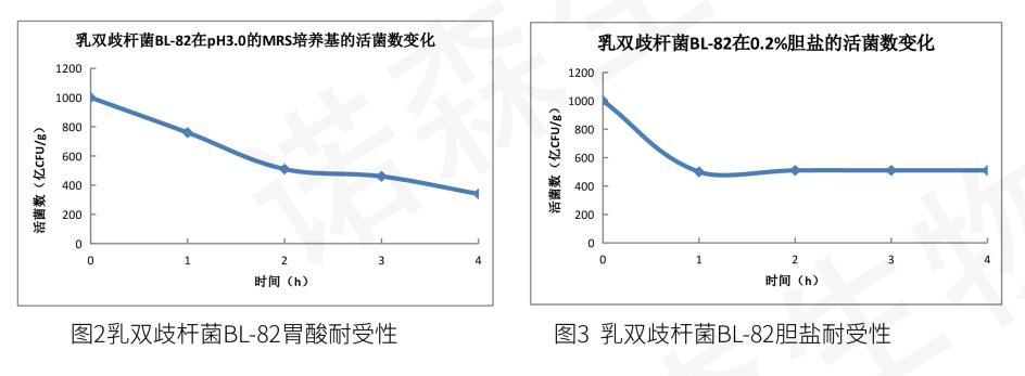 乳雙歧桿菌